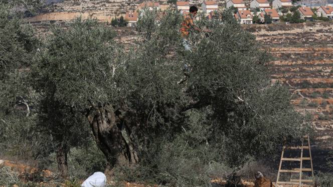 In this October 15, 2017 file photo, a farmer picks olives in Nablus, West Bank.