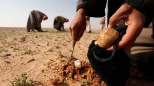 The Syrian desert is renowned for producing some of the best quality truffles in the world.