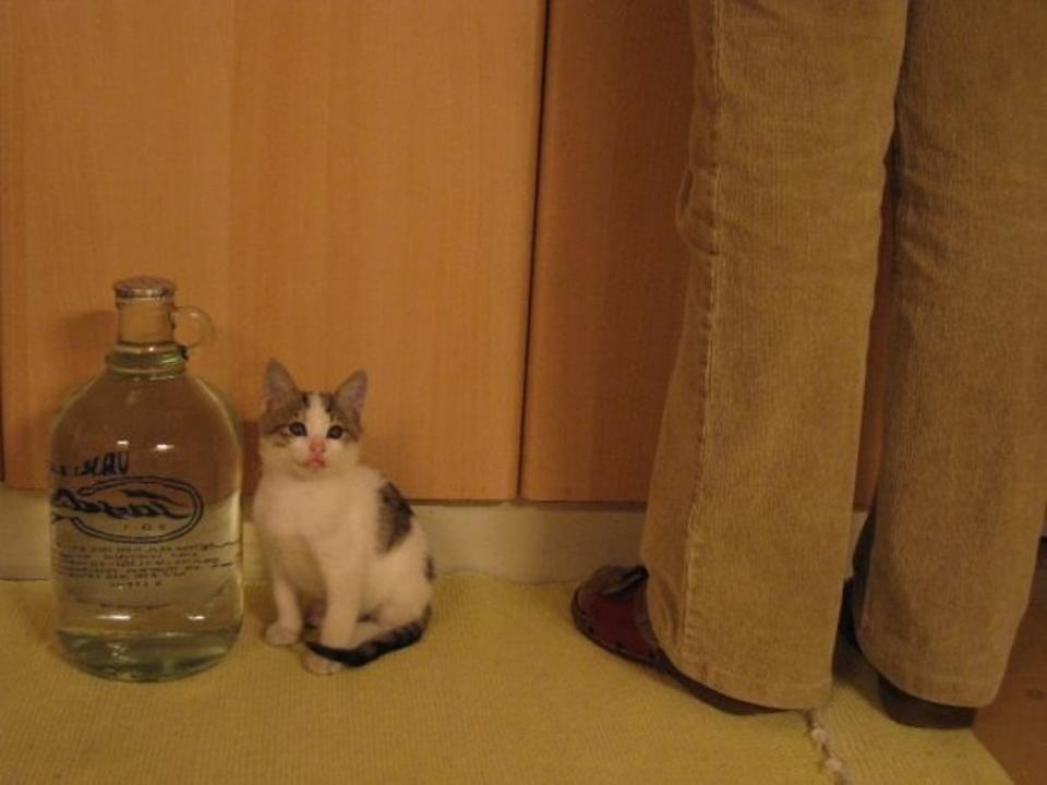 “He was adorable, with ears that were too big for his head.” Ponchik at two months, when he came to live with the author and her mother.