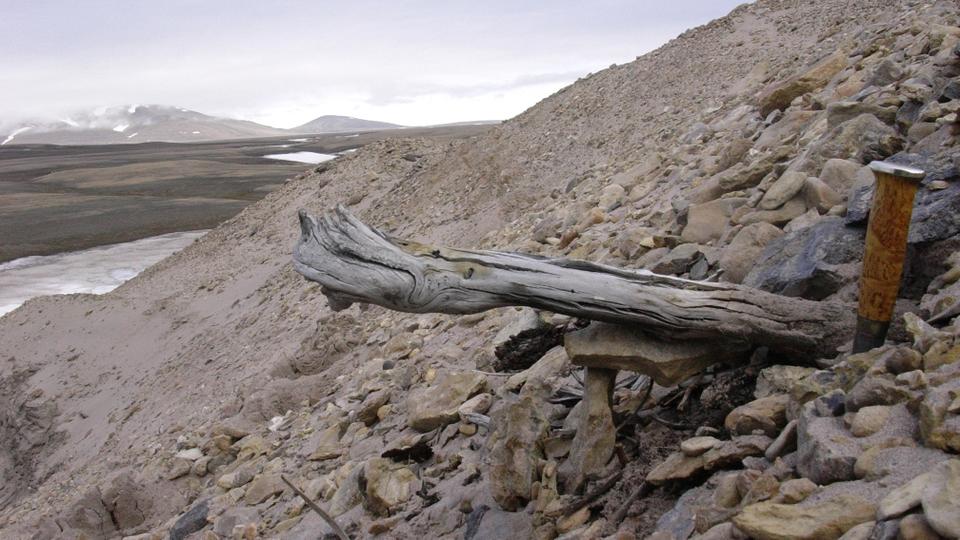 A two million-year-old trunk from a larch tree, still stuck in the permafrost within coastal deposits at the northern tip of Greenland.