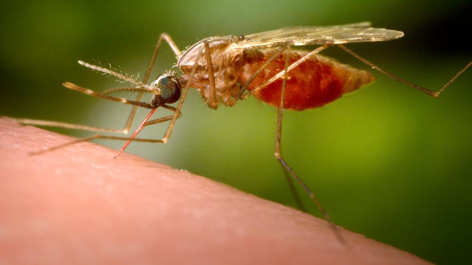 The stakes are particularly high in Africa, which counts 95 percent of the world's malaria cases and 96 percent of deaths.