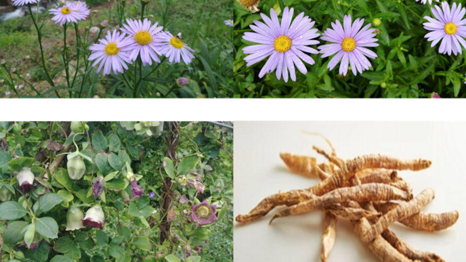 Aster koraiensis (top) and Codonopsis lanceolata (bottom) are native plants in South Korea.