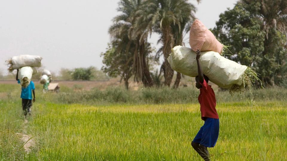 Senegal hopes to follow the Ivory Coast example where rice imports from India fell 24 percent from 2021 to 2022.