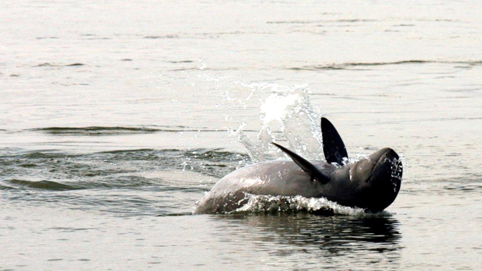 The Irrawaddy dolphin is classified as an endangered species by the International Union for Conservation of Nature.