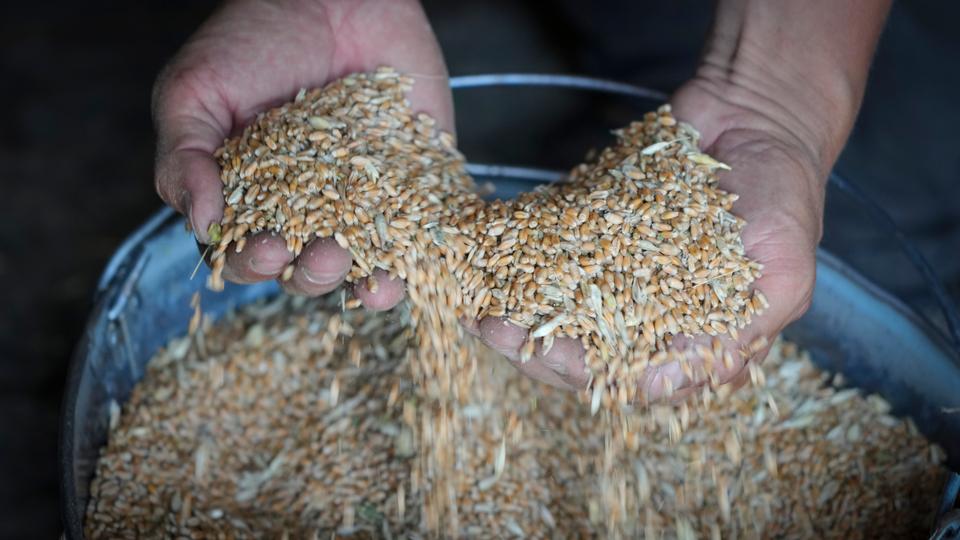 Over the whole of 2022, four of the FAO's five food sub-indexes -cereals, meat, dairy and vegetable oils- had reached record highs, while the fifth one, sugar, was at a 10-year high.