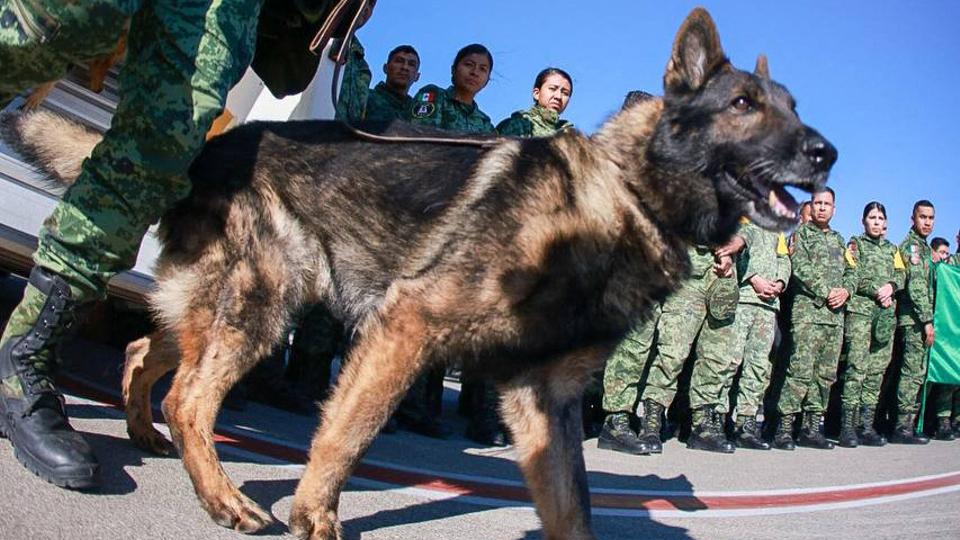 Proteo died over the weekend while on duty in the town of Adiyaman, Türkiye, during rescue efforts.