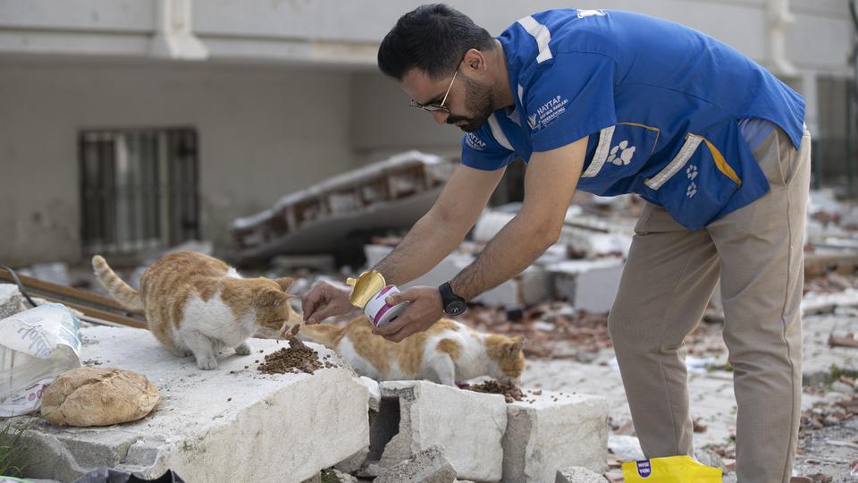 HSI says rescued animals had barely any access to food or water and survived against the odds.