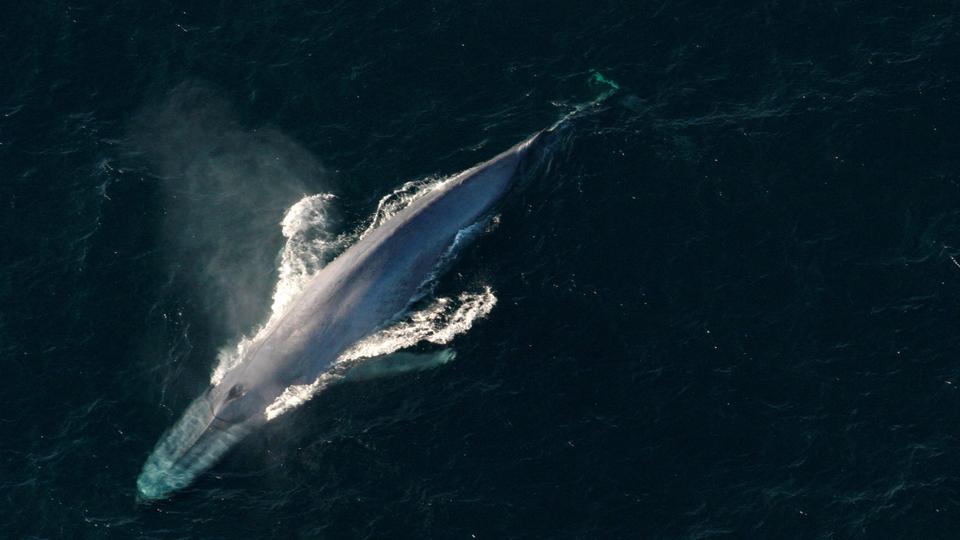 When the new treaty comes into force it will allow the creation of marine protected areas in international waters.