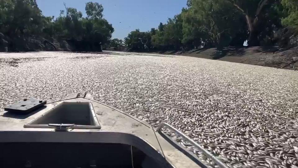 The state planning and environment agency warned river oxygen levels could fall further this weekend as temperatures rise before cooler conditions return next week.