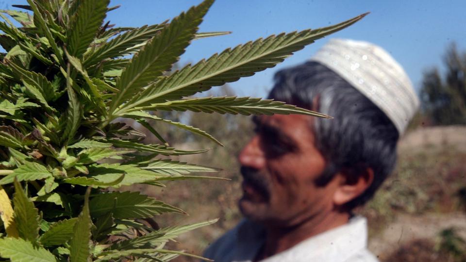For years, Afghanistan has been the world’s largest producer of opium, a paste extracted from poppies and processed into heroin.