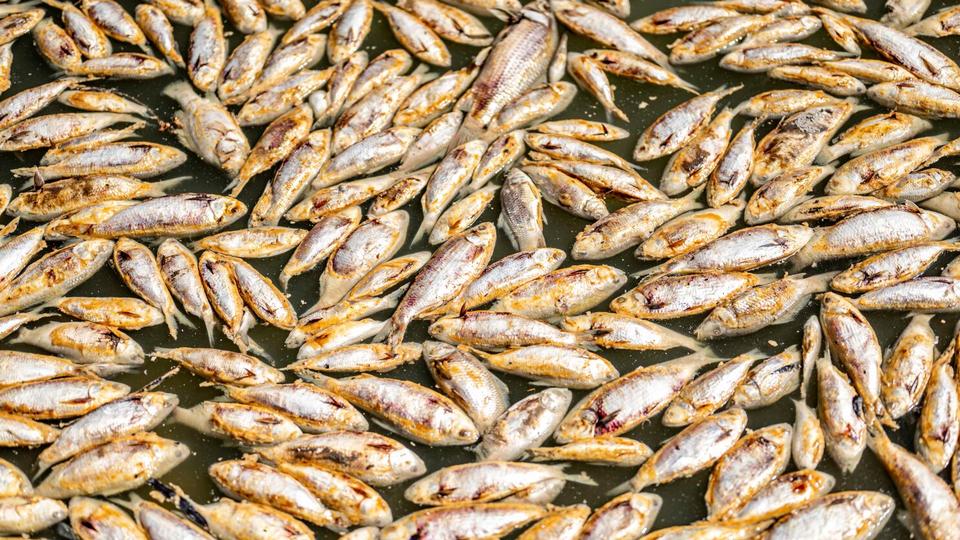 Mass fish kills have been reported on the Darling River in recent weeks.
