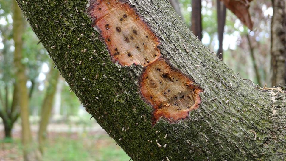Fungi play an important role in our ecosystem, especially by maintaining the nutrient levels in the soil.