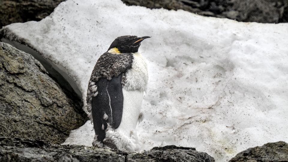 The scientists say they paid a lot of attention to leaving a minimum impact on the White Continent during the expedition.