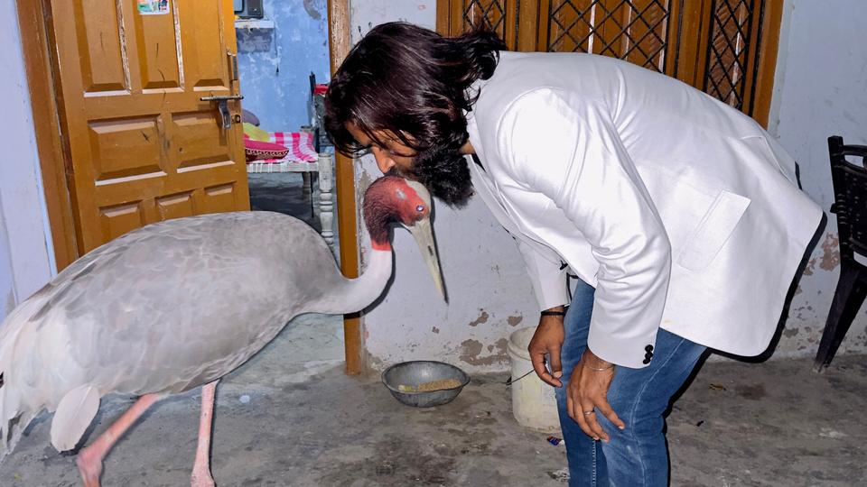 Indian farmer Mohammad Arif along with Sarus crane at his residence in Amethi, in India's Uttar Pradesh state.