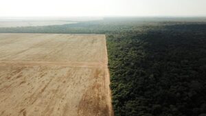 The EU’s consumption is responsible for around 10 percent of global deforestation.