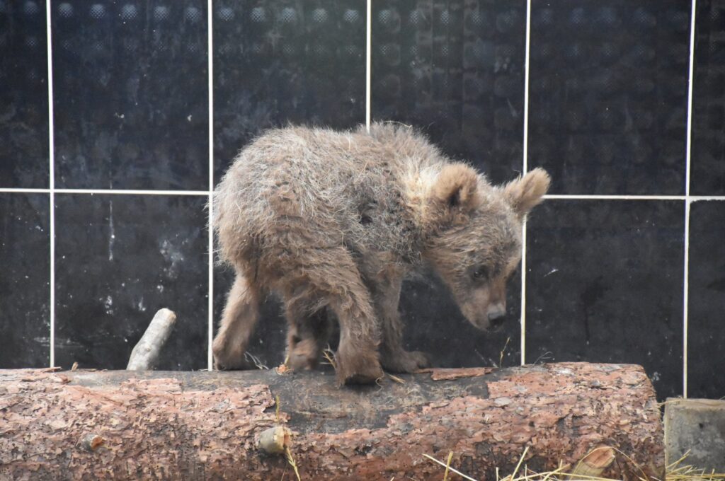 "Cindy" the bear cub is photographed standing on timber following a successful recovery, Kars, eastern Türkiye, July 11, 2023. (AA Photo)