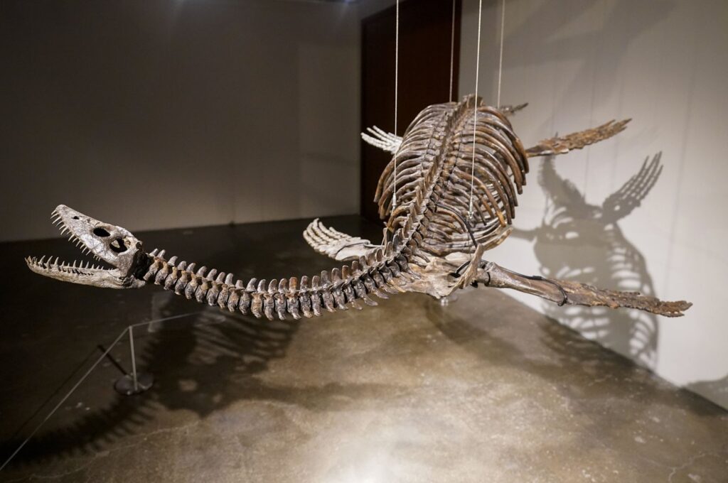 A Plesiosaur skeleton is displayed at Sotheby's during a media preview, in New York, U.S., July 10, 2023. (AP Photo)