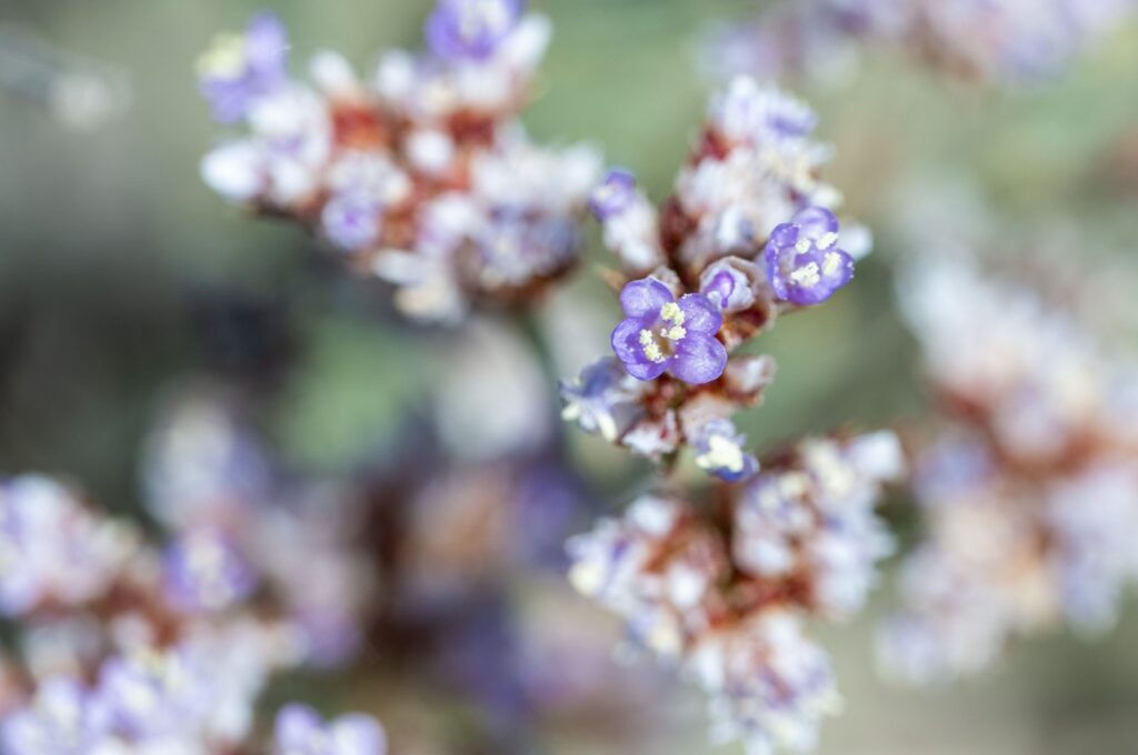 The endangered flora Limonium anatolicum is seen around Lake Tuz, Ankara, Türkiye, July 13, 2023. (AA Photo)