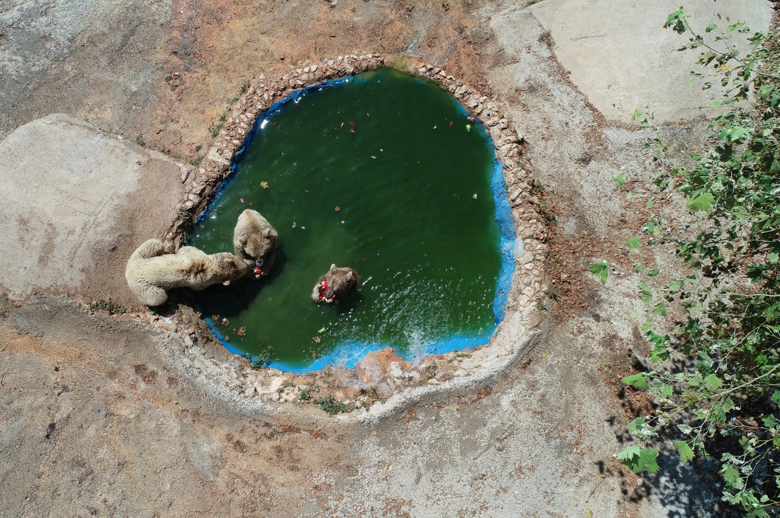 Aerial view of bears cooling off in the pool at Nature Life Park Antalya, southern Türkiye, July 13, 2023. (AA Photo)
