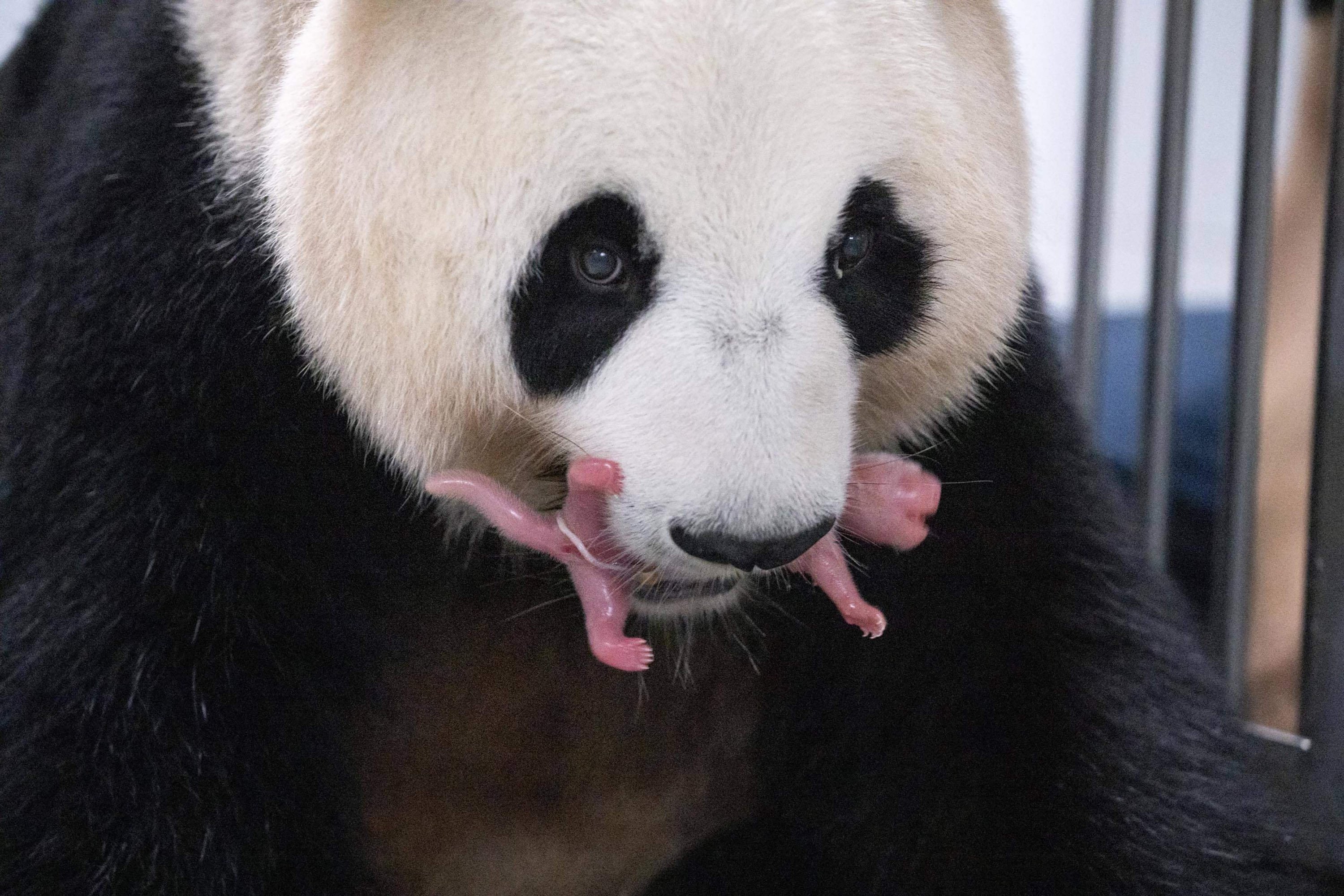 282290 Giant panda mother Ai Bao and her newly born female twin pandas at Everland Amusement and Animal Park in Yongin, South Korea, July 7, 2023. (AFP Photo)