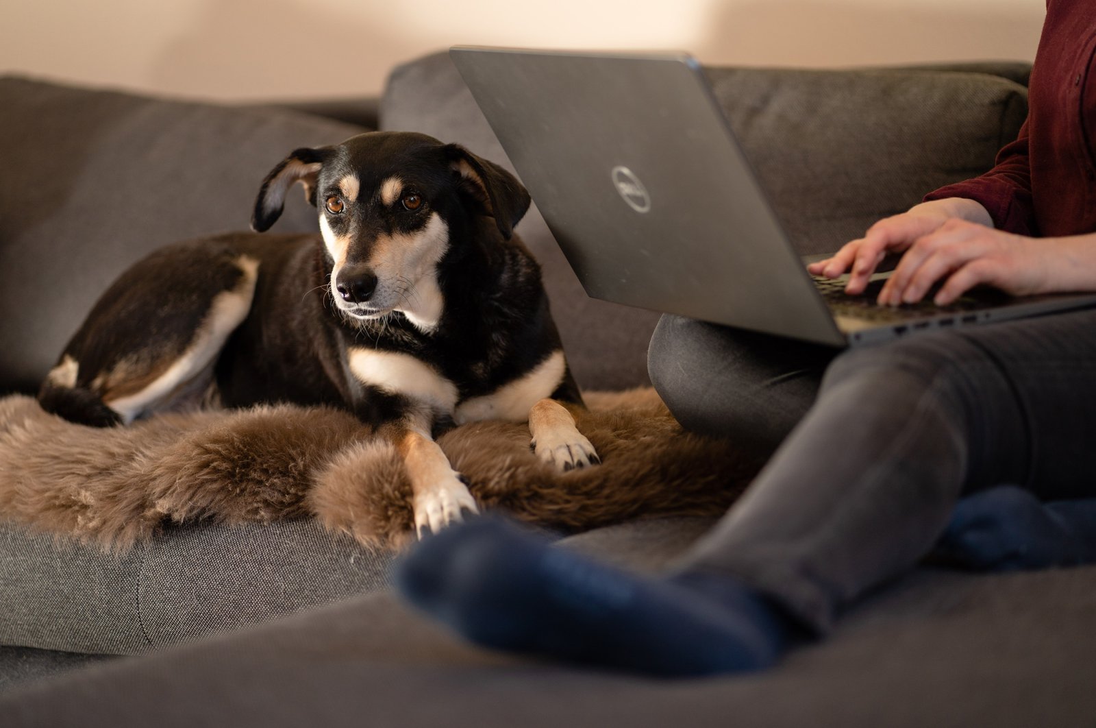 A pet dog sits beside its owner, in Berlin, Germany. (dpa Photo)