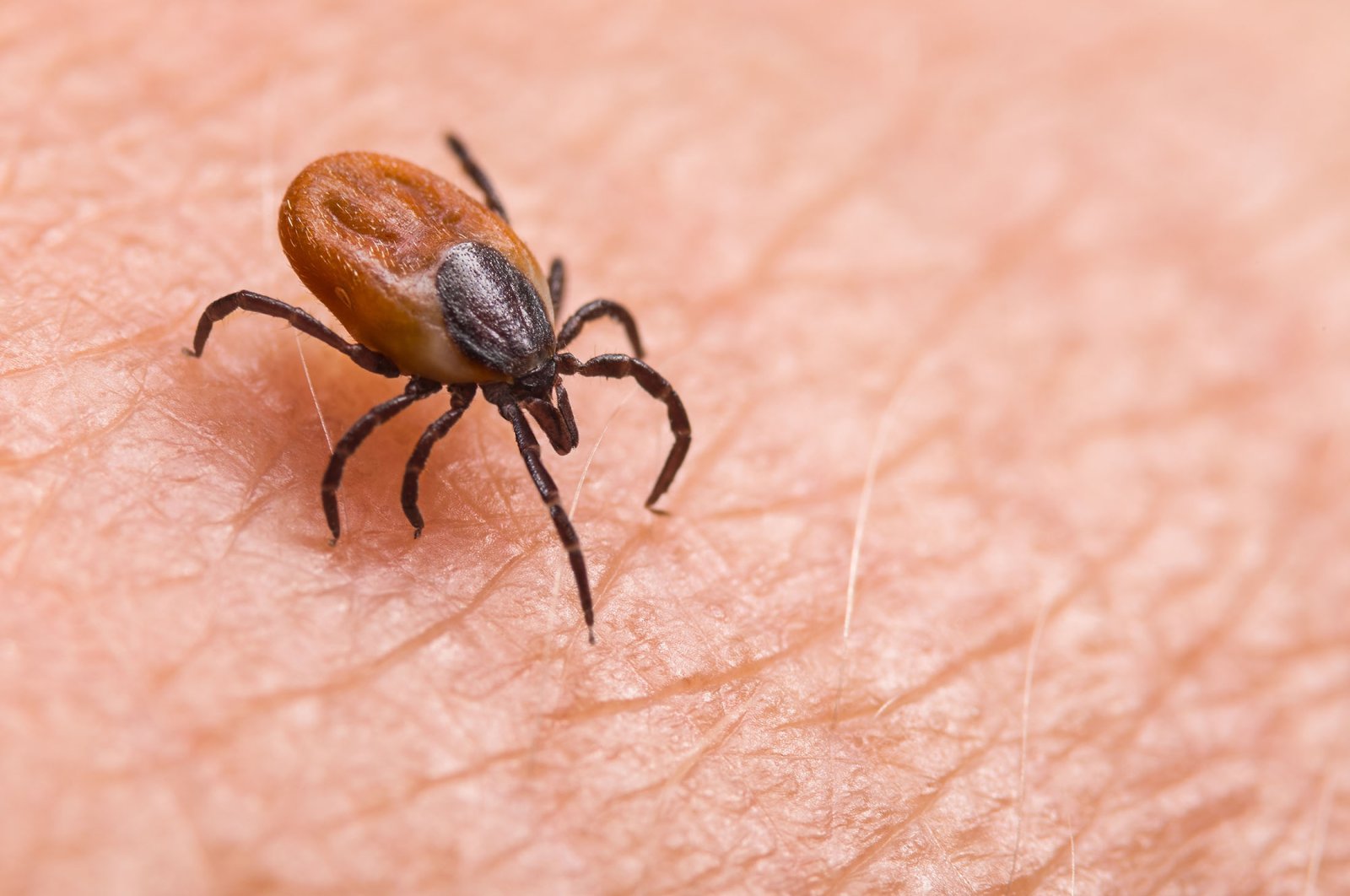 Experts warn against dangers of tick bites, especially during extreme heat, to avoid potential infections. (Shutterstock Photo)