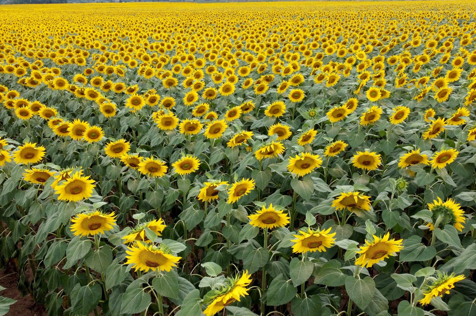 An aerial view of sunflowers in Edirne, northwestern Türkiye, July 16, 2023. (DHA Photo)