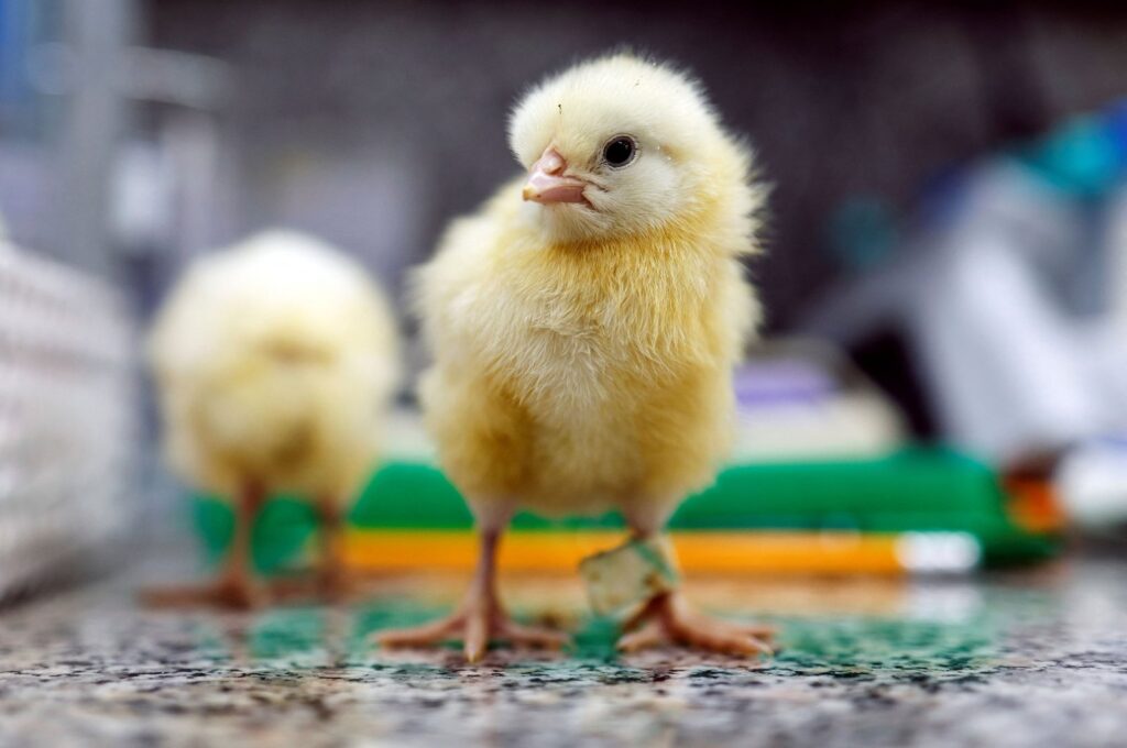 Female chicks perch on a countertop in a laboratory at the faculty of agriculture at the animal science institute of the Volcani Institute in Rehovot, Israel, July 4, 2023. (Reuters Photo)