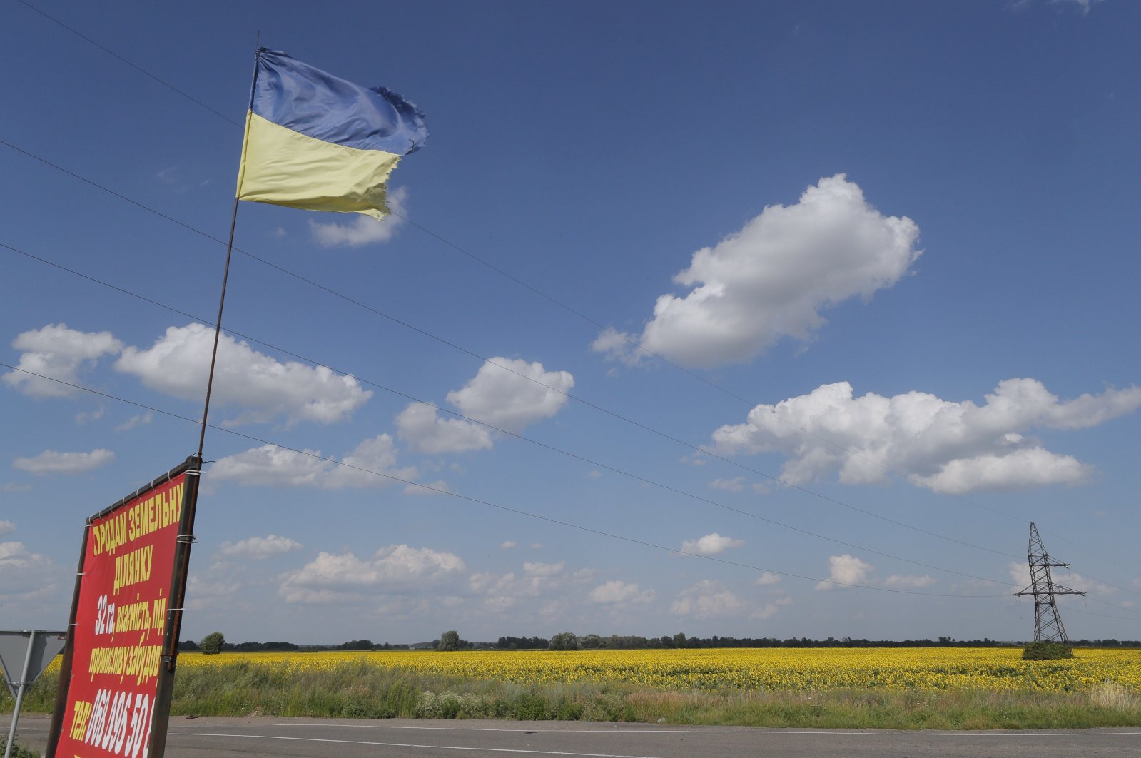 Sunflowers grow in the field near Kyiv, Ukraine, July 18, 2023. (EPA Photo)