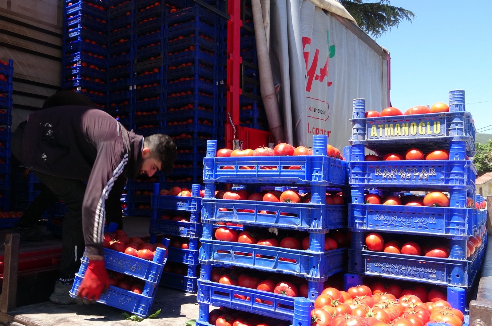 Tomatoes harvested in a village are loaded on to vehicles, Isparta, western Türkiye, July 18, 2023. (IHA Photo)