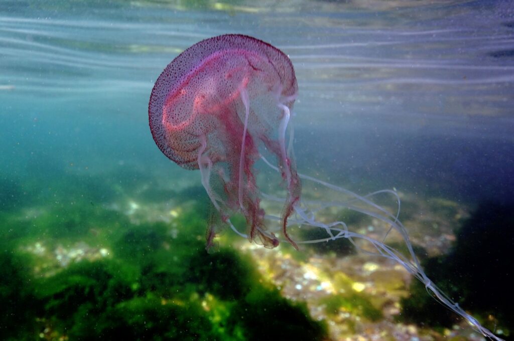 A jellyfish is pictured floating in the Gulf of Izmit, Türkiye, July 18, 2023. (AA Photo)