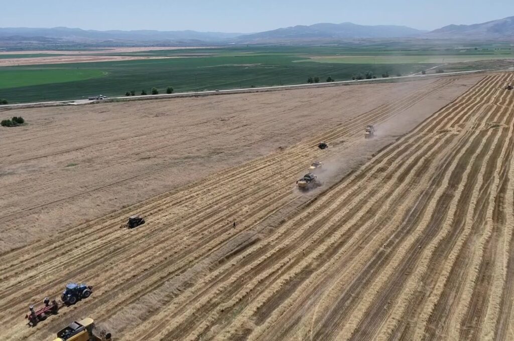 Farmers harvest wheat in the province of Amasya, northern Türkiye, July 19, 2023. (IHA Photo)