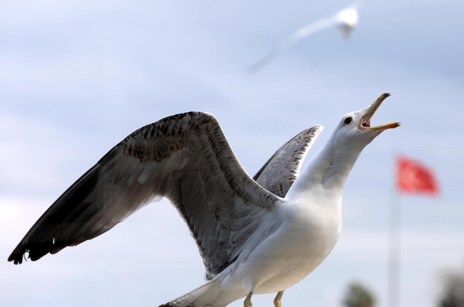 A seagull in the coastal region of Black Sea, Türkiye, July 23, 2023. (DHA Photo)