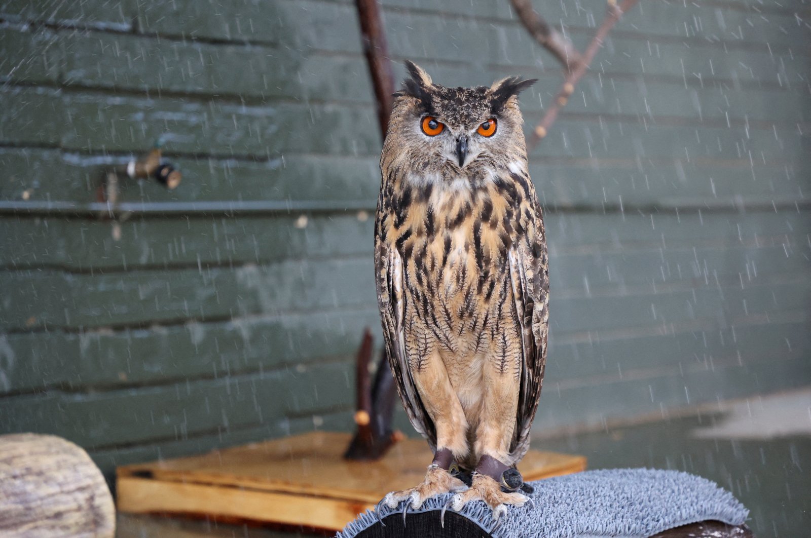 Archie, the Eurasian eagle-owl, is seen at the Phoenix Zoo, as the area battles through a relentless heat wave, Arizona, U.S., July 21, 2023. (Reuters Photo)