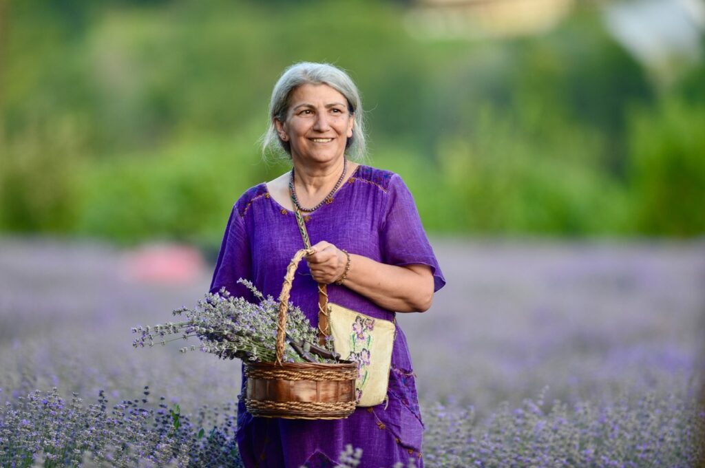 A woman collects lavender flowers in a field, in Safranbolu, Karabük, Türkiye, July 8, 2023. (AA Photo)