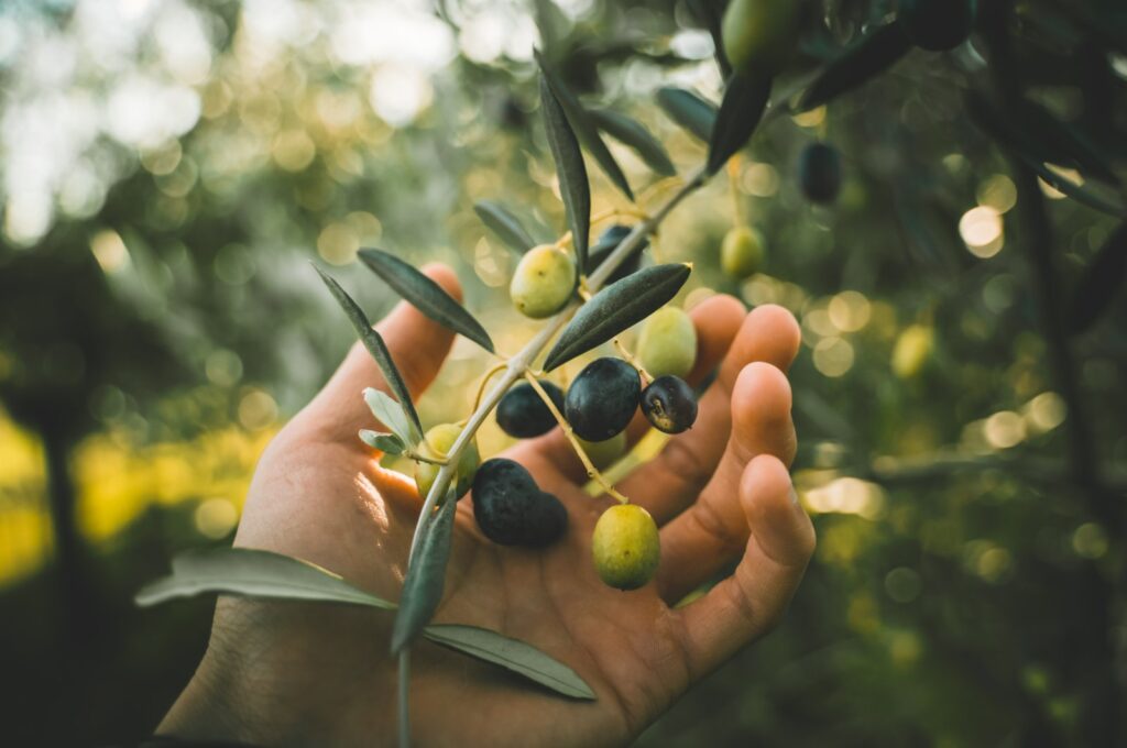Hand picking green and black olives from the branch of tree, July 25, 2023. (Shutterstock Photo)