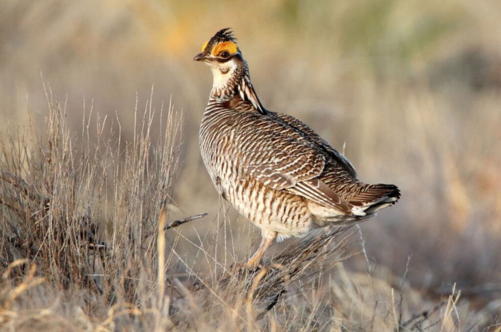 A lesser prairie chicken is seen amid the bird's annual mating ritual Milnesand, Mexico, April 8, 2021. (AP Photo)