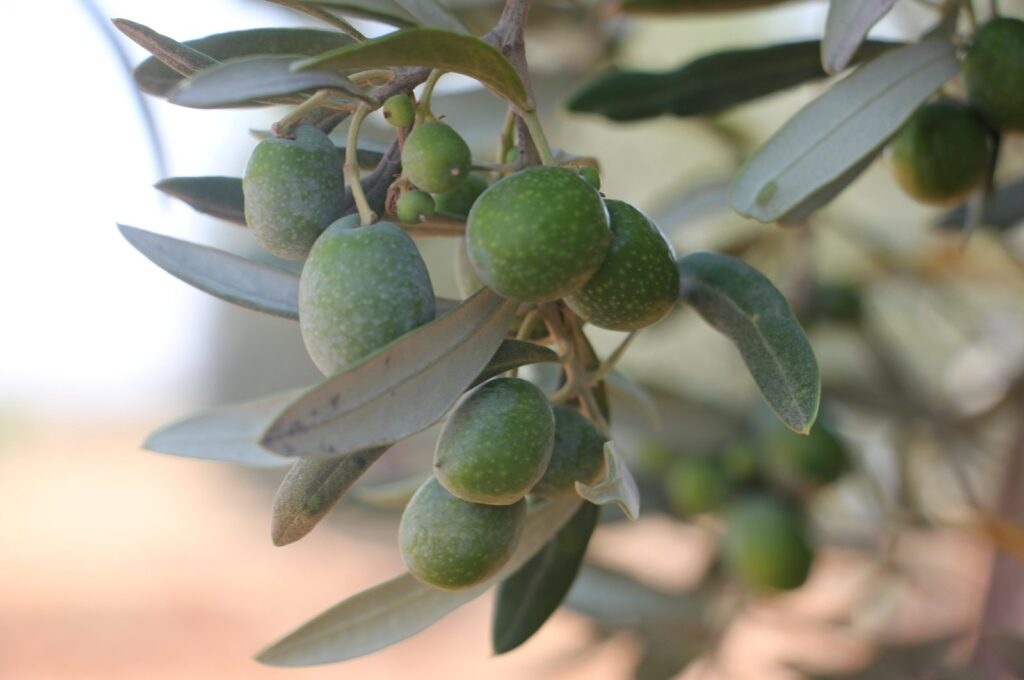 Olive trees are seen in southeastern Kilis province, Türkiye, July 30, 2023. (AA Photo)