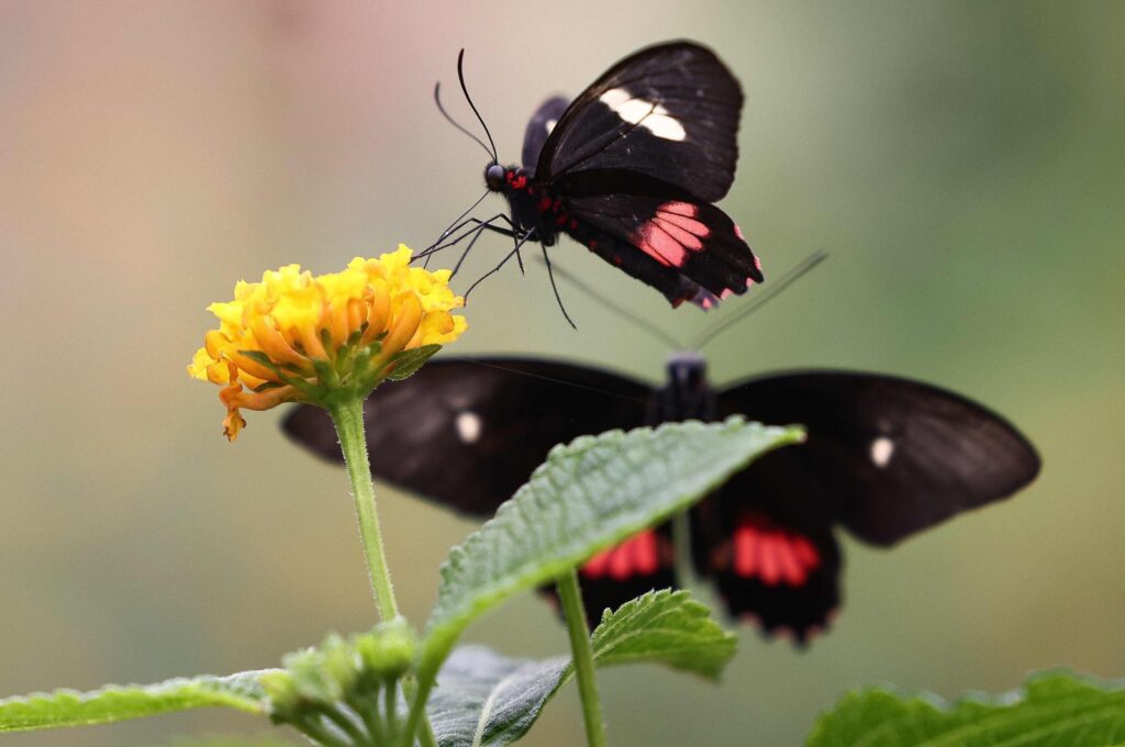 A Small Postman Butterfly feeds from a flower inside the Butterfly enclosure at the Zoological Society of London (ZSL) Zoo, London, U.K, July 7, 2023. (AFP Photo)