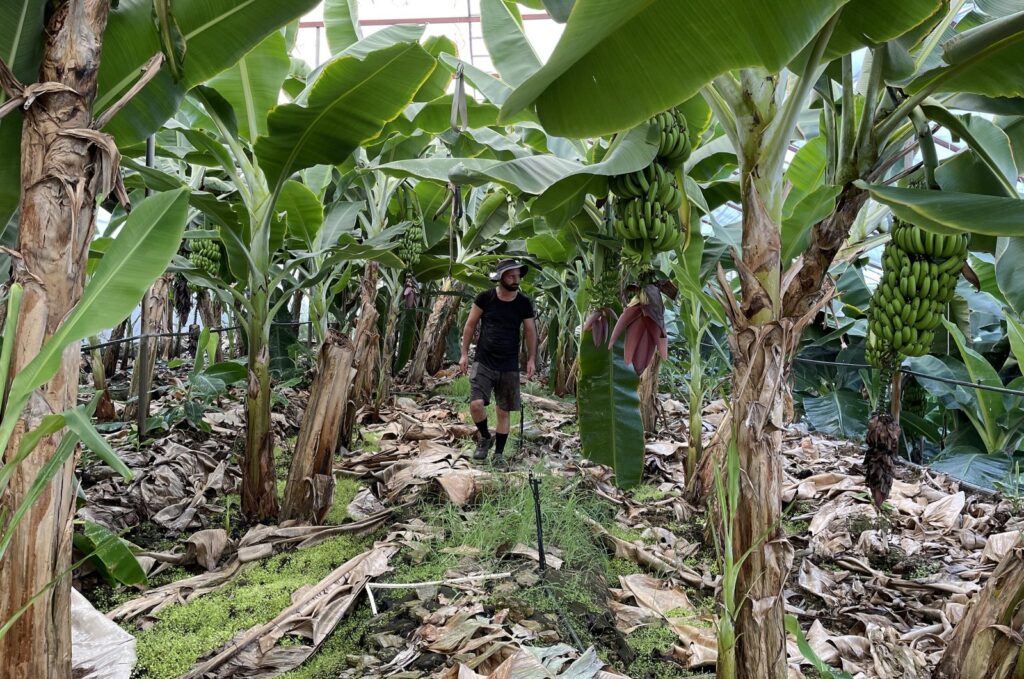 Efforts continue to protect tropical fruits amid scorching summers in southern Antalya, Türkiye, July 31, 2023. (AA Photo)