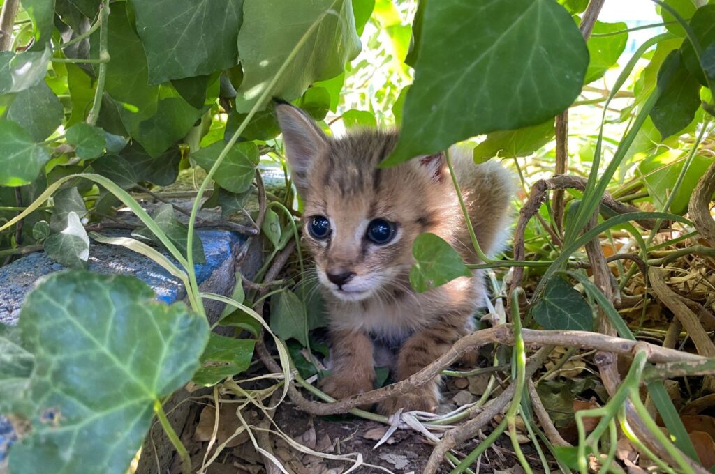 The reed kitten is seen in the Silopi district of Şırnak, Türkiye, Aug. 1, 2023. (AA Photo)