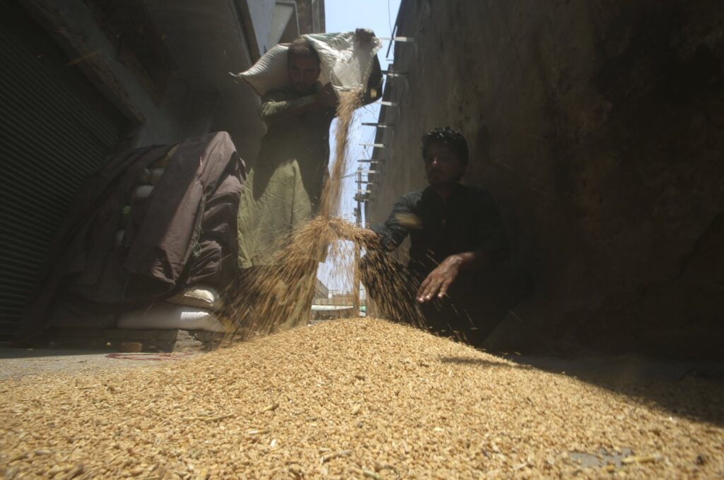 Workers sort the wheat at a market in Peshawar, Pakistan, July 26, 2023. (AP Photo)
