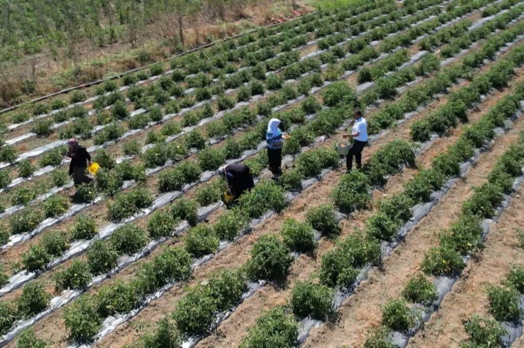 Farmers are photographed working in a vegetable field in Istanbul's Arnavütköy district, Türkiye, July 30, 2023. (IHA Photo)