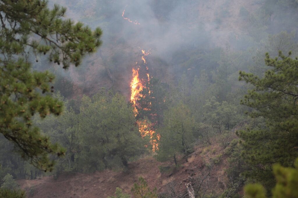 Fire broke out in the forest area in Göynük, Bolu, Türkiye, Aug. 16, 2023. (AA Photo)