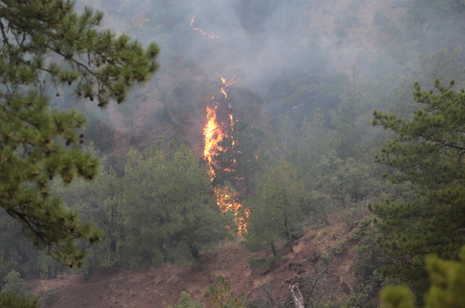 Fire broke out in the forest area in Göynük, Bolu, Türkiye, Aug. 16, 2023. (AA Photo)