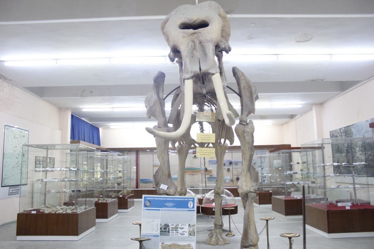 A fossil of an elephant is showcased in Ege University Natural History Collection, Izmir, Türkiye, Aug. 18, 2023. (IHA Photo)