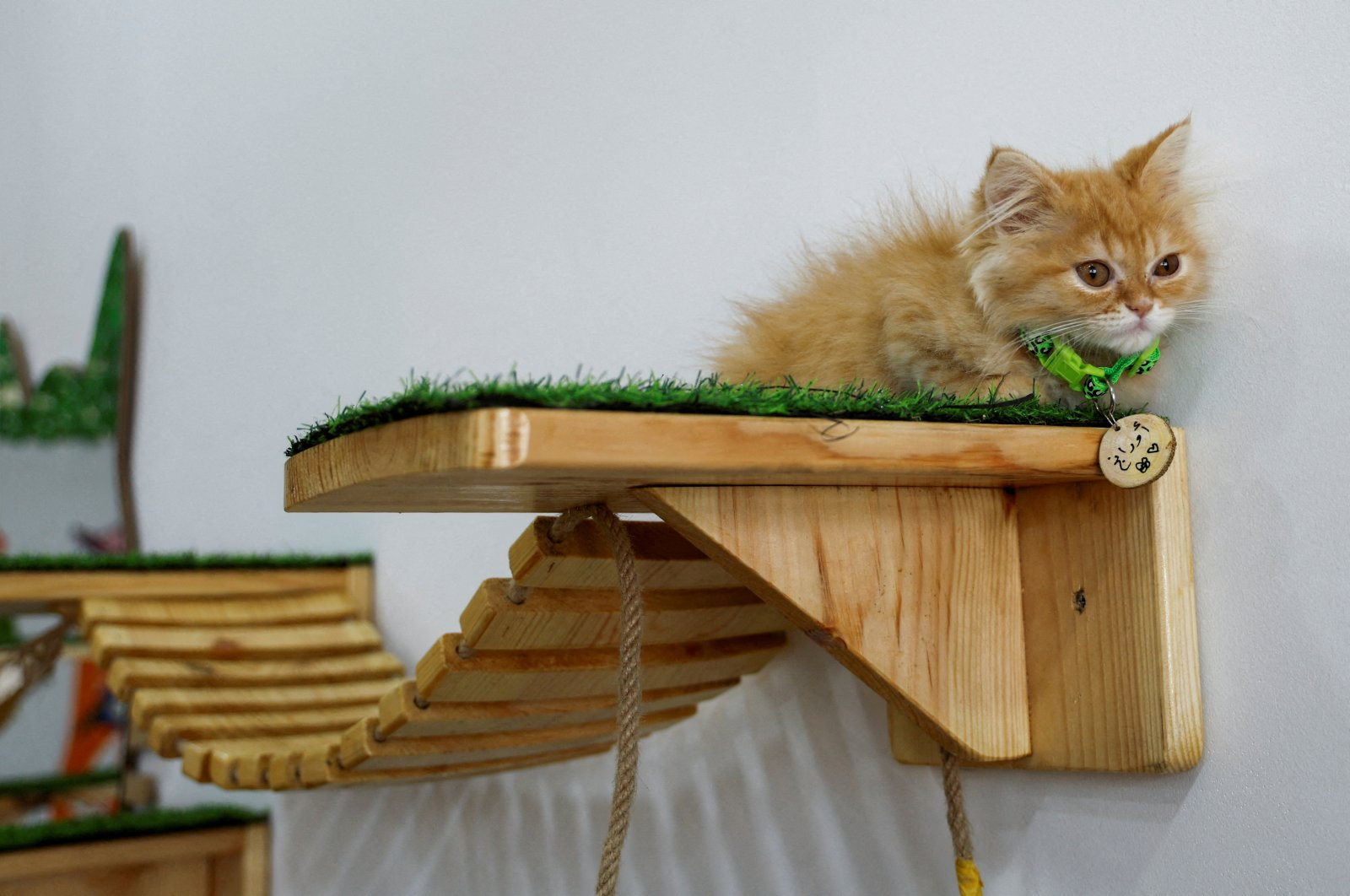 A cat sits at "MEOW Cat Cafe," Gaza Strip Palestine, Aug. 20, 2023. (Reuters Photo)