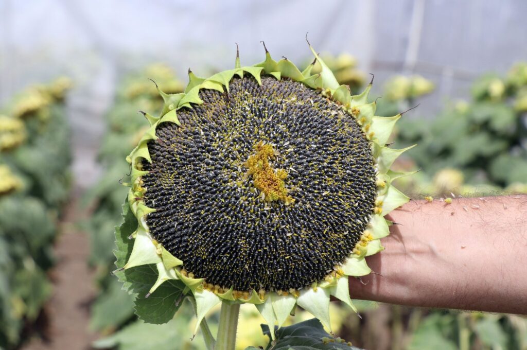 A sunflower being grown by the Trakya Agricultural Research Institute, Edirne, Türkiye, Aug. 25, 2023. (AA Photo)