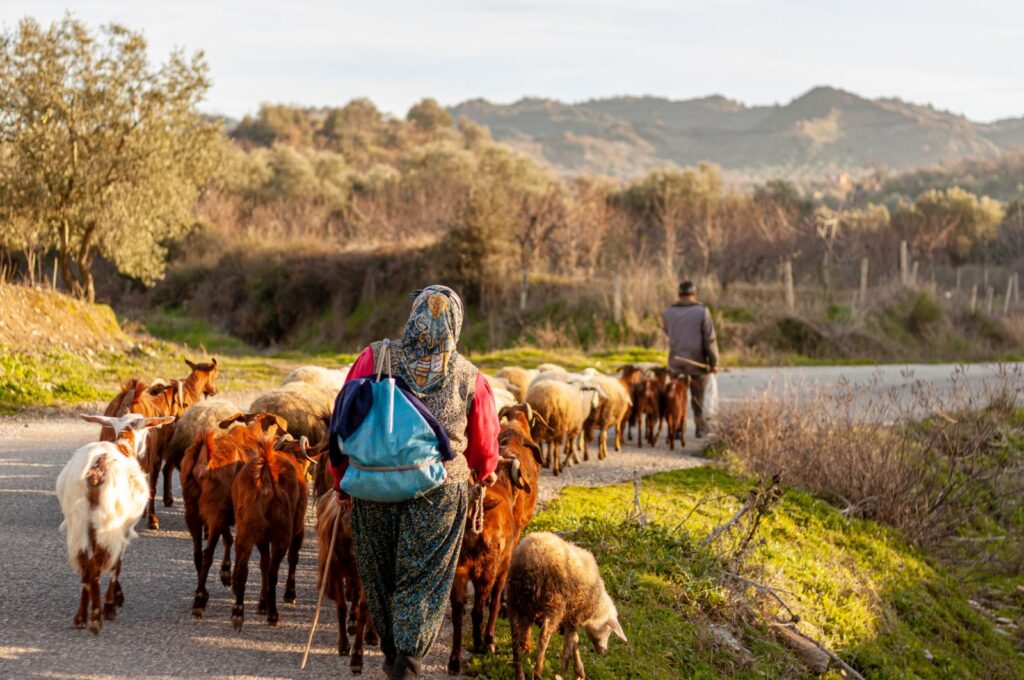 Two villagers are bringing the herd back from grazing at the end of the day, Manisa, Türkiye. (Shutterstock Photo)