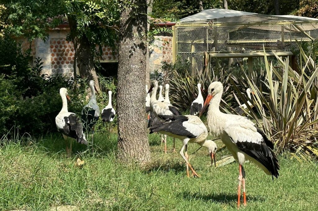 The rescued storks settle in at the House of Lost Storks, Kocaeli, Türkiye, Aug. 28, 2023. (AA Photo)